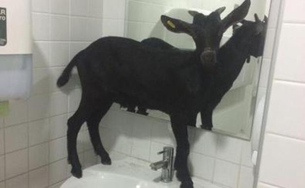 Imagen de la cabra recluida en el aseo del hospital./Policía Local