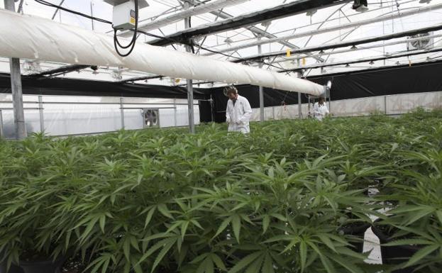 Campo de cultivo de cannbis medicinal en Israel./Efe