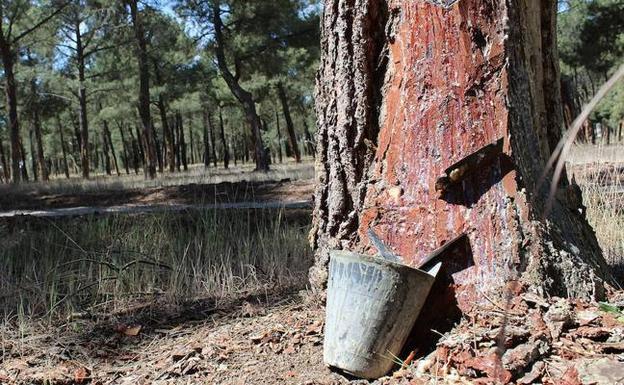 Abierto el plazo para que los ayuntamientos contraten preparadores resineros