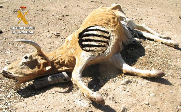 Una de las vacas muertas./Guardia Civil