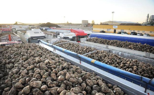 Recogida de remolacha en Acor en Olmedo (Valladolid)/Fran Jiménez