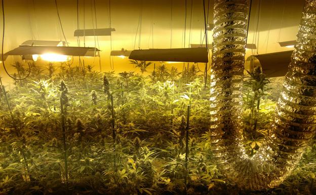 Plantas de marihuana dentro de la nave industrial. /WORD