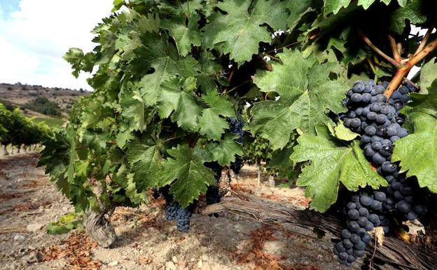Viñedos en el Valle del Esgueva/Miriam Chacón