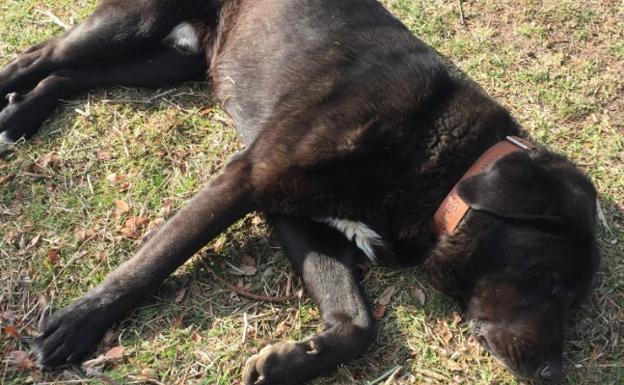 La historia de Tizón, el perro pastor que quería ser actor
