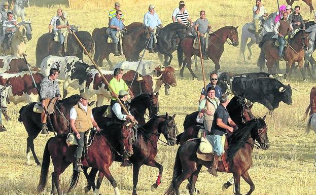 Los caballistas conducen las reses por el campo en uno de los encierros de Medina./F. J.