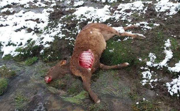 Una ternera muerta por un nuevo ataque de lobos./Alianza UPA-COAG