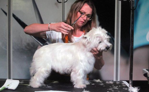 Una estilista le corta el pelo a un perro. /Carlota Ciudad (Efe)