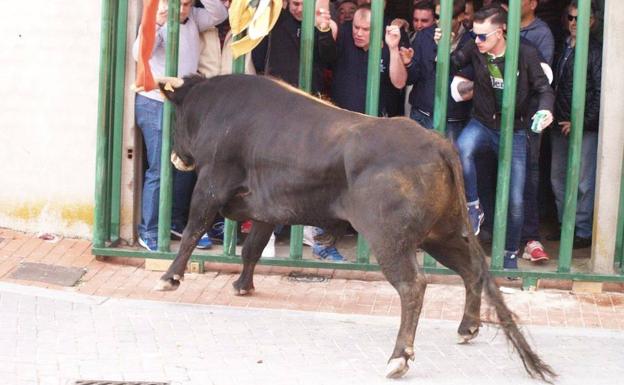 Suelta de toros en Pedrajas para festejar los 25 años de la Asociación Cultural Afición Taurina. /C. C.