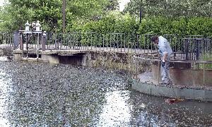 Colectivos de La Victoria reclaman la limpieza de la dársena del Canal de Castilla