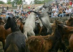 'A rapa das bestas', la fiesta sobre los asilvestrados caballos gallegos. / Miguel Riopa-AFP/