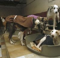 Scooby encontró hogar el año pasado para 650 perros, el 70% de los recogidos