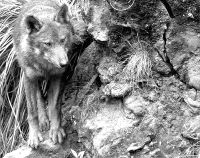 Robledo acogerá el primer centro temático sobre el lobo de EspañaSolo 300 hembras reproductoras/