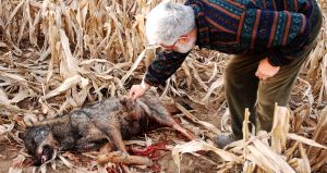 Miguel Gozalo (Ascel) observa el disparo en el lomo de la loba abatida ayer en Villavieja del Cerro. / R. O./