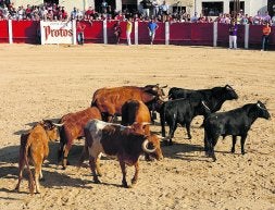 Visita a la ganadería Simón Caminero para elegir las reses