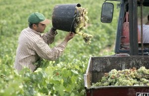 Un agricultor recolecta uvas en una campaña de vendimia. :: M. HERREROS/