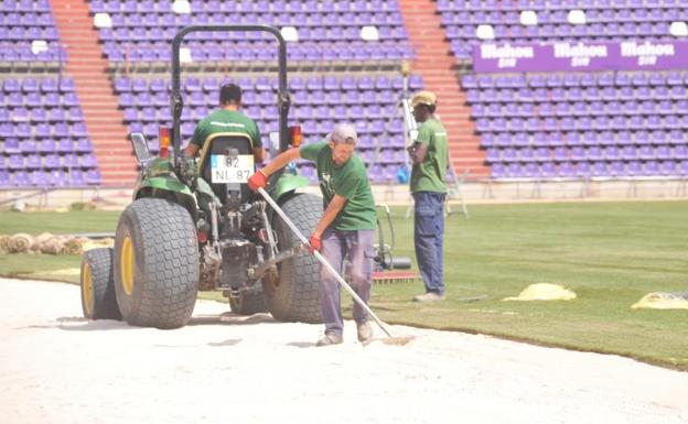 El césped del Nuevo José Zorrilla tendrá 4 días para asentarse antes del Real Valladolid-Barcelona