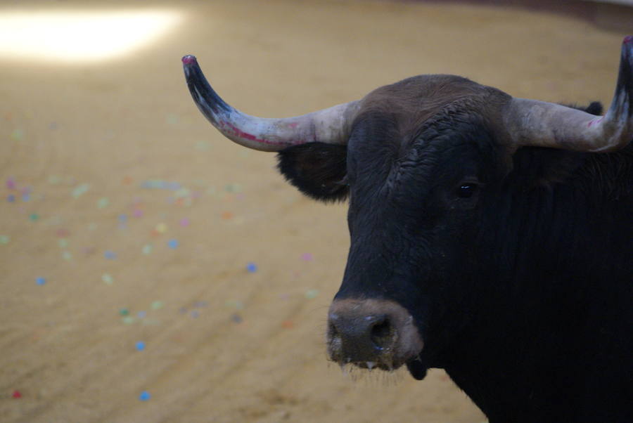 Concurso de cortes de La Flecha (2/2)