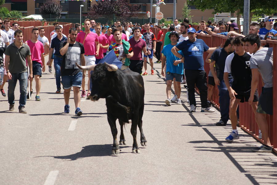 Encierros fiestas de La Flecha
