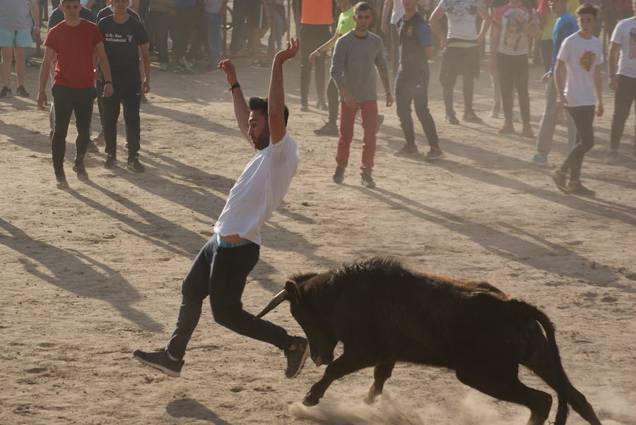 Fiestas Arroyo. Suelta de vaquillas