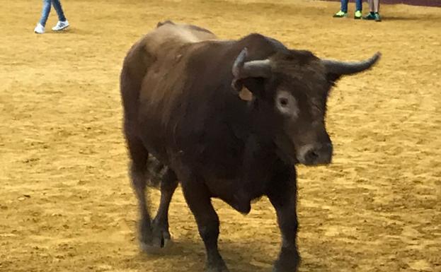Dos menores heridos en el segundo encierro de las fiestas de La Flecha