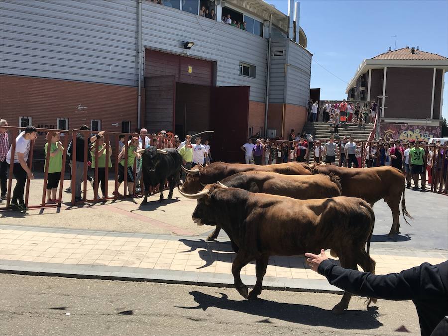 Encierros en La Flecha fiestas de San Antonio