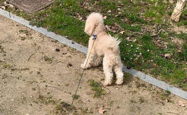 «No lo hagas por la multa, hazlo por tu salud. Recoge la caca de tu perro»