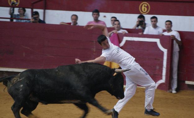 El coso de Arroyo acoge este sábado la gran final del Campeonato de Cortes de Castilla y León