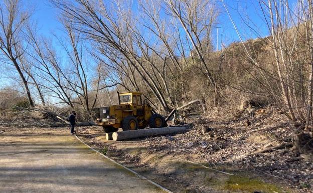 Saneamiento del arbolado en la ribera del Pisuerga en Arroyo