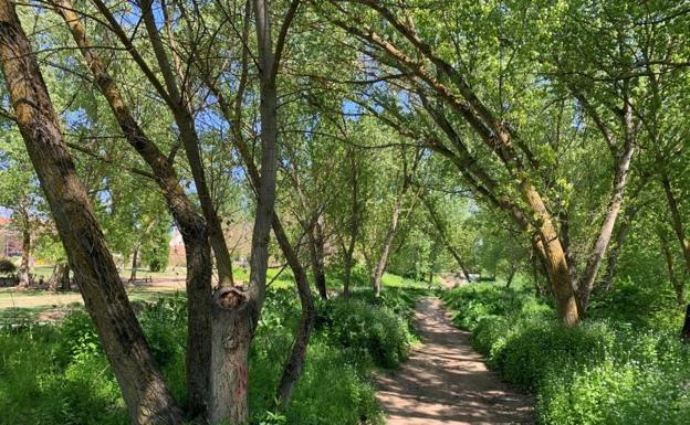 El Ayuntamiento y La Senda de Arroyo convocan la marcha 'Mantén limpio Arroyo'