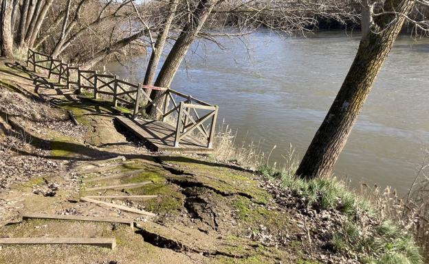 Varios chopos del Socayo amenazan con desprenderse por el temporal