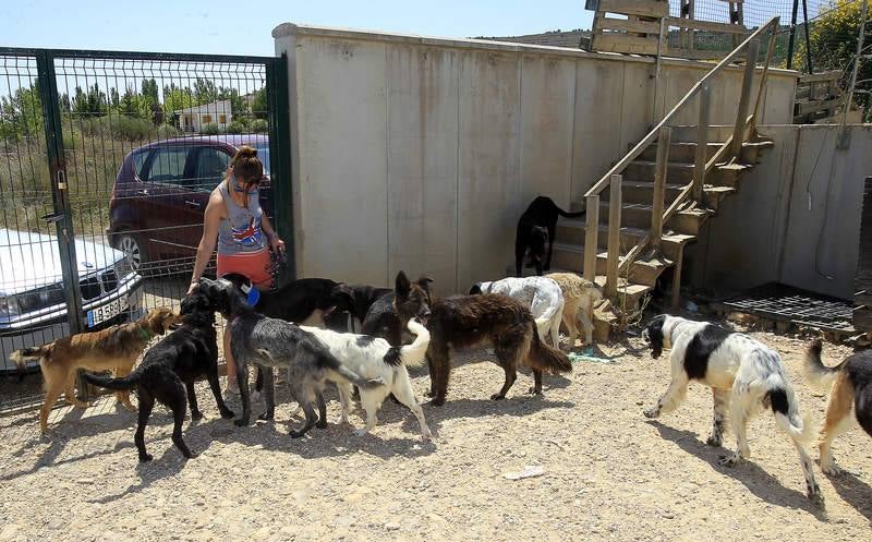 Centro de acogida de animales de Palencia