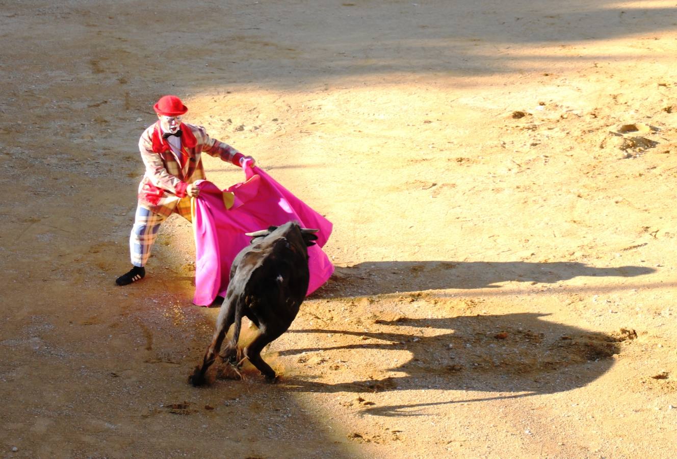Espectáculo cómico en la plaza de toros de Simancas y suelta de ganado