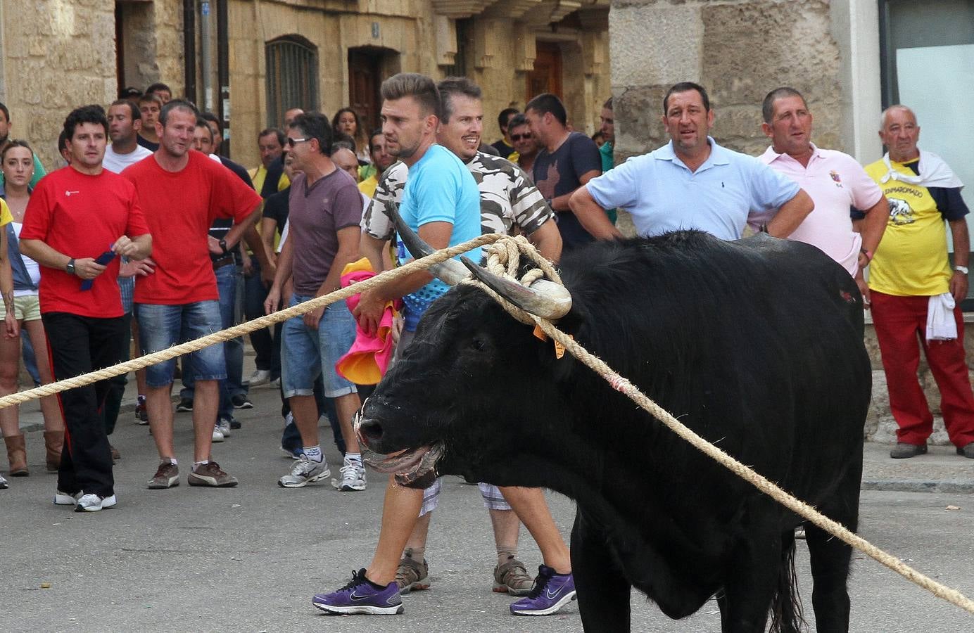 Celebración del 'toro enmaromado' en Astudillo (Palencia)