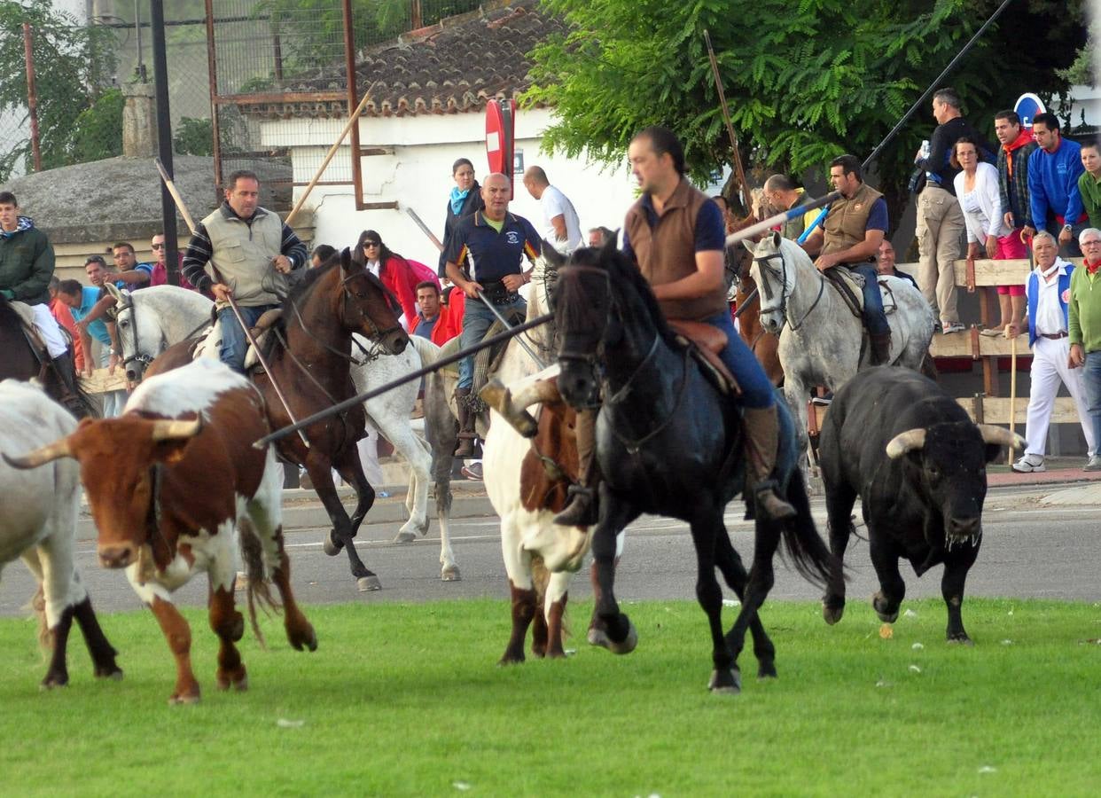 Encierro mixto del miércoles 17 de septiembre en Tordesillas (Valladolid)