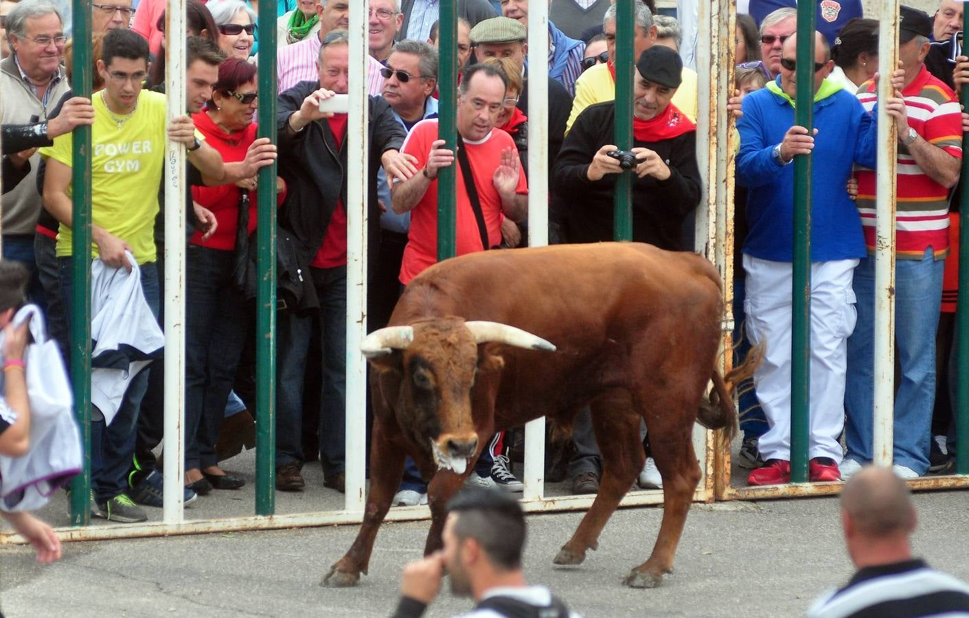 Encierro del domingo en Olmedo