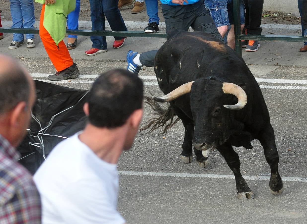 Cuarto encierro de las fiestas de Olmedo (Valladolid)