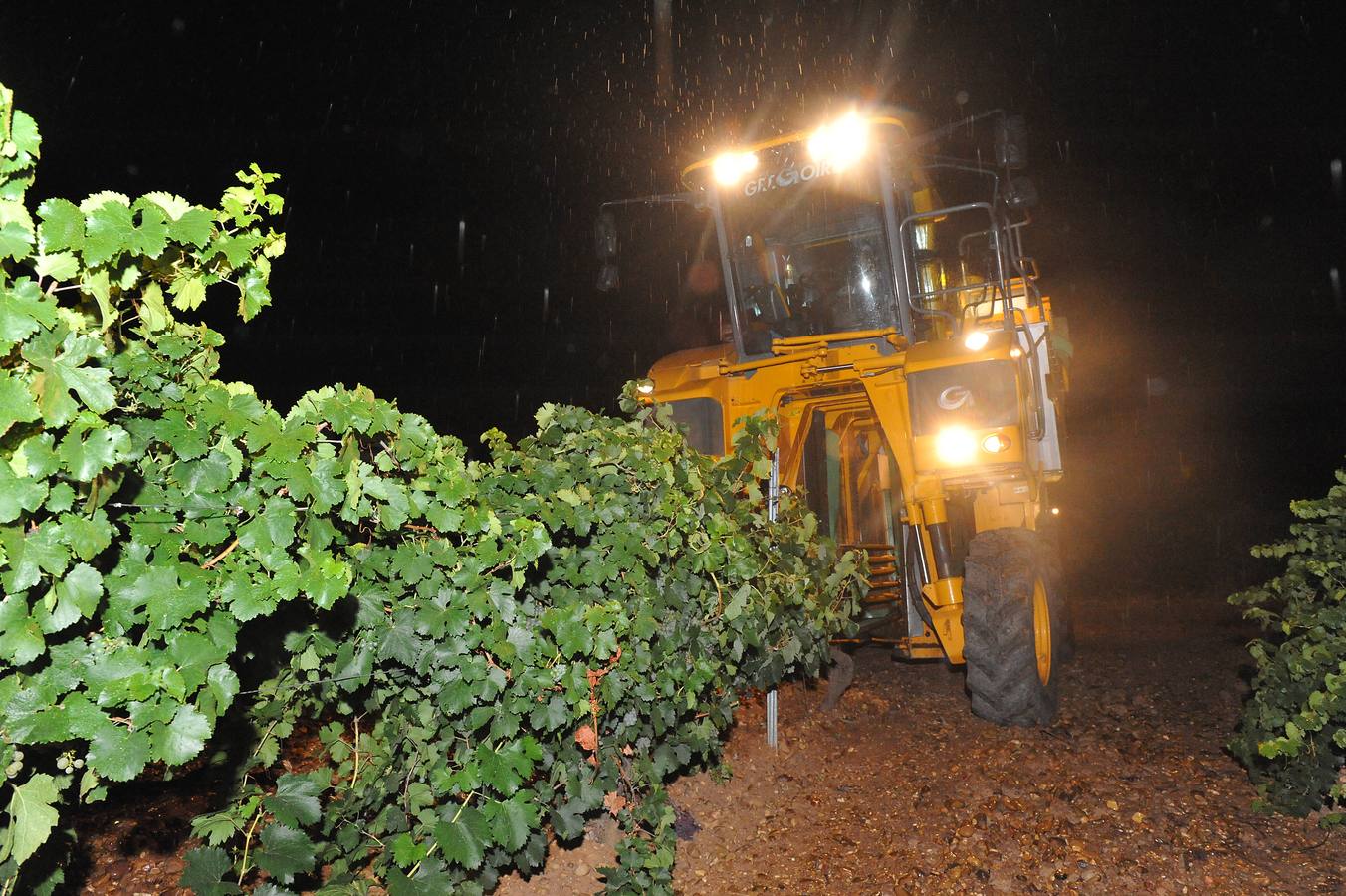Vendimia nocturna en Bodegas Aura, de la D. O. Rueda