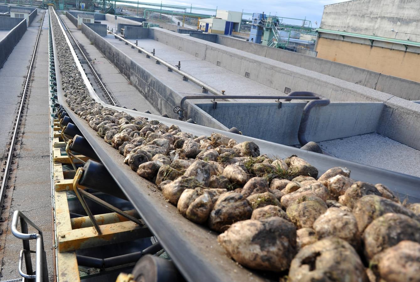 La cooperatica Acor de Olmedo (Valladolid) recibe diez mil toneladas de remolacha el primer día
