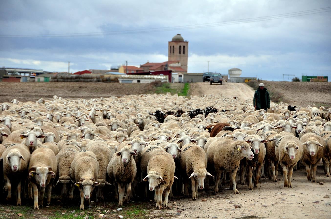 Las ovejas, por la cañada de Salamanca camino de Madrid a su paso por el termino de El Campillo
