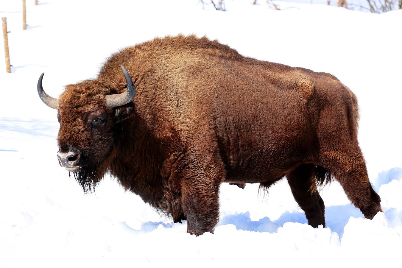 Bisontes en la nieve en San Cebrián de Mudá (Palencia)