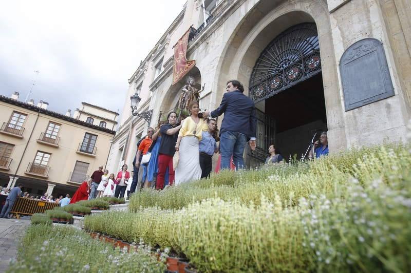 Reparto de tomillo bendecido en Palencia para honrar a San Juan