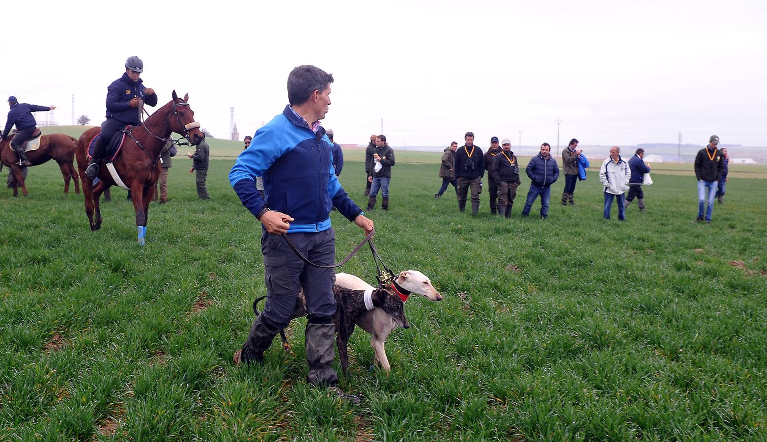 Semifinal del Campeonato Nacional de Galgos en Nava del Rey (Valladolid)