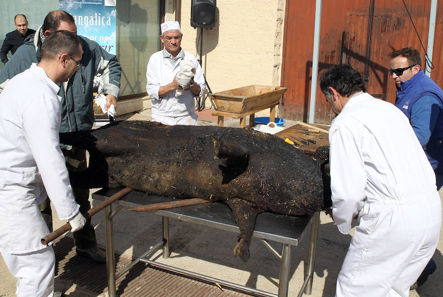 Matanza del cerdo mangalica en Carbonero el Mayor (Segovia)