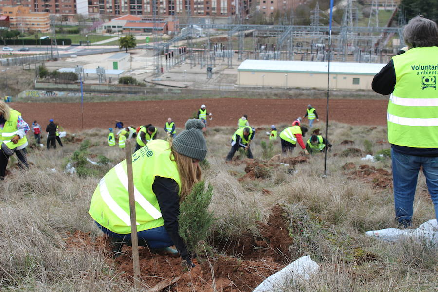 Trabajadores de Campofrío plantan mil sabinas para repoblar una zona que sufrió un incendio