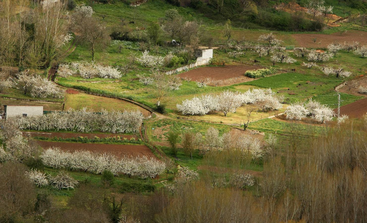 Explosión de color en el Jerte berciano