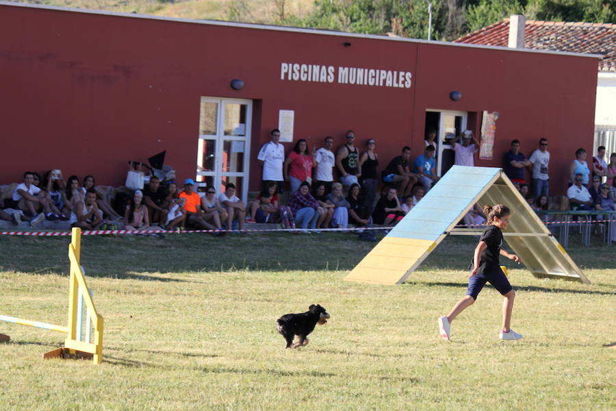 Exhibición canina en Hornillos (Palencia)