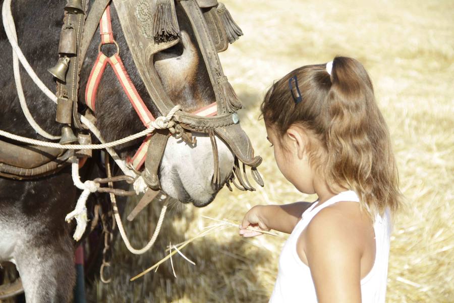 XIII Aniversario del Día de la Siega en Castrillo de Duero (Valladolid)