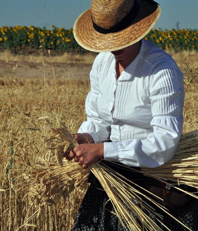 Fiesta de la siega en Nava del Rey