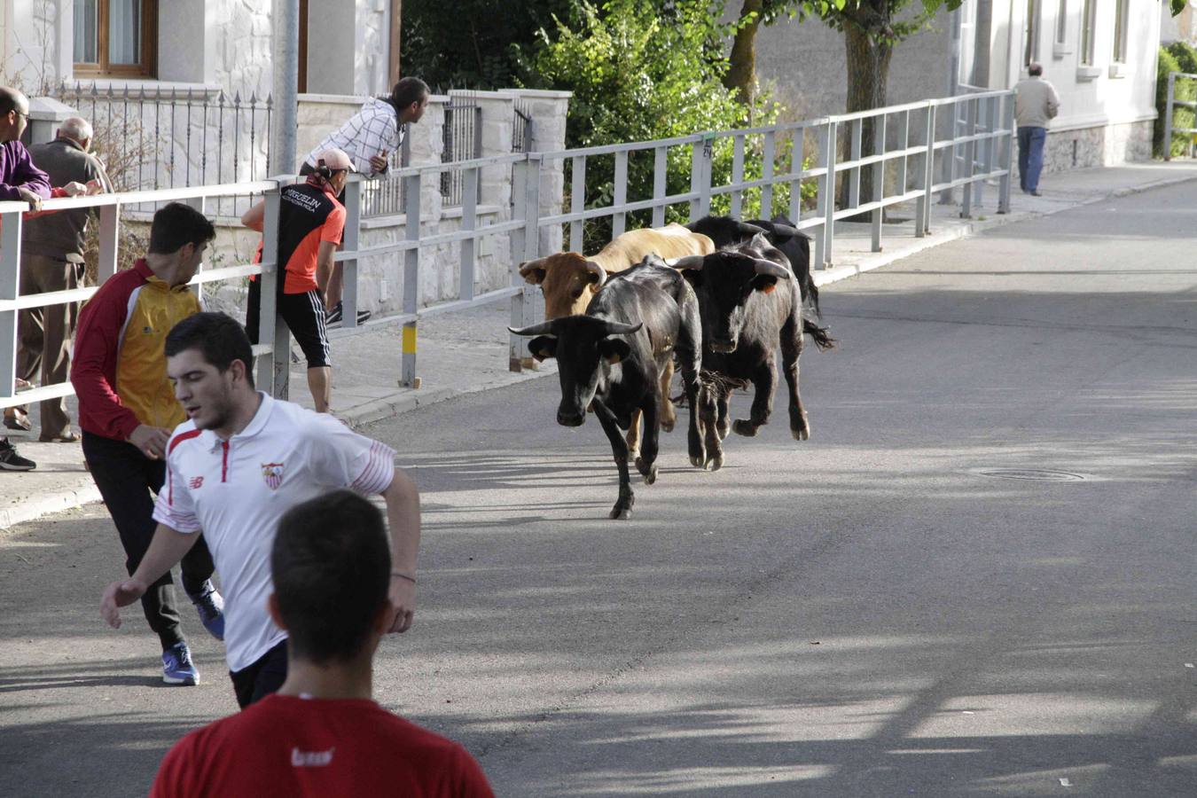 Tercer y último encierro de las fiestas de Campaspero