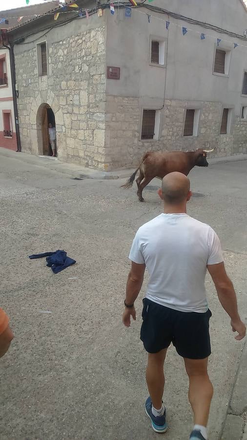 Segundo encierro de las fiestas de Wamba (Valladolid)